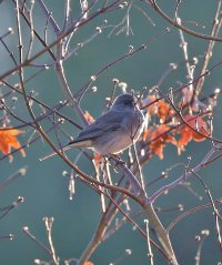 5D3_8811 junco crop picasa fix - Copy.jpg
