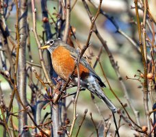 5D3_8844 robin crop picasa fix - Copy.jpg