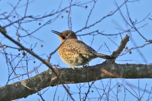 5D3_8930 northern flicker crop picasa fix - Copy.jpg