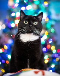 resized-120920-50mm-Christmas-Pets-6.jpg