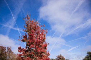 Red Maple.jpg