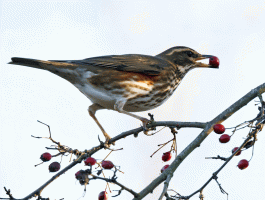 Redwing_eating_berry.gif