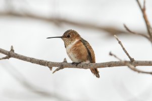 Allen's Hummingbird (male, hatch year-winter) 100.jpg