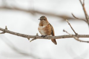 Allen's Hummingbird (male, hatch year-winter) 102.jpg