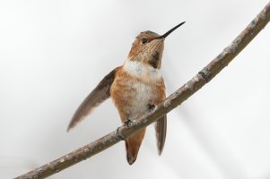 Allen's Hummingbird (male, hatch year-winter) 103.jpg