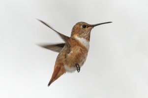 Allen's Hummingbird (male, hatch year-winter) 106.jpg