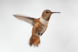 Allen's Hummingbird (male, hatch year-winter) 107.jpg