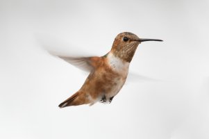 Allen's Hummingbird (male, hatch year-winter) 108.jpg