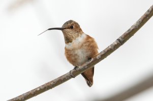 Allen's Hummingbird (male, hatch year-winter) 126.jpg