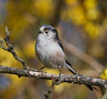 DSC_7482-DxO_longtailed_tit.jpg