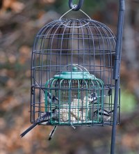 309A9326-DxO6_longtailed_tits_on_feeder.jpg