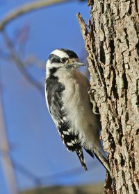 5D3_9699 cr crop - Copy.jpg