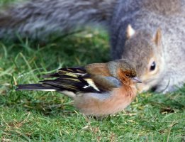 309A9472-DxO_chaffinch_and_squirrel_under_700mm_lsssAut.jpg