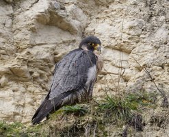 309A9746-DxO_peregrine_falcon_on_chalk_cliff-isss.jpg