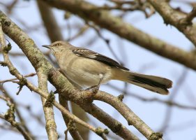 5D3_0203 picasa crop ps3 fix - Copy.jpg