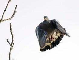 309A0136-DxO_pigeon_taking_off-lsssshaut_small.jpg