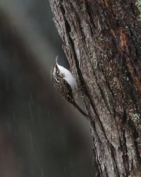 5D3_0246 picasa crop - Copy.JPG