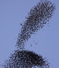 Peregrine and Starling Murmuration.jpg