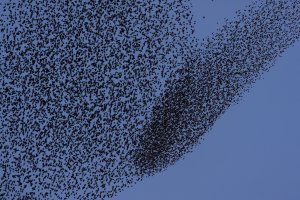 Starling Murmuration1.jpg