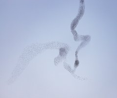 Fighting Snakes--Starling Murmuration.jpg