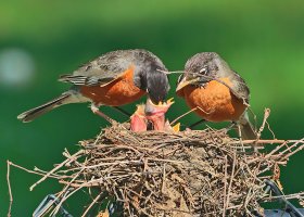 Chew your food W.jpg