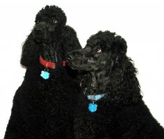 spud & Max adj12-06-2001.jpg