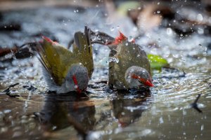 Serendip (47 of 87).jpg