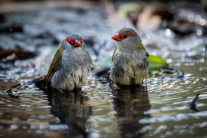 Serendip (49 of 87).jpg