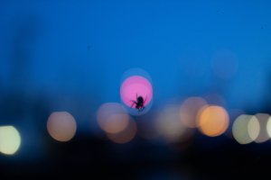 bokeh_spider-1.jpg