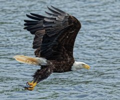 915A3909-DxO_Bald_Eagle+talons_back+_catching_fish-isss.jpg