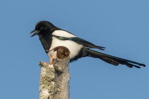 Black-billed Magpie (adult-winter) 100.jpg