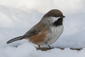 Boreal Chickadee (adult-winter) 100.jpg