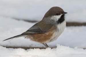 Boreal Chickadee (adult-winter) 101.jpg