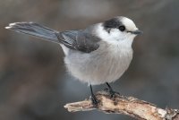 Canada Jay (adult-winter) 108.jpg