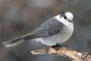 Canada Jay (adult-winter) 112.jpg