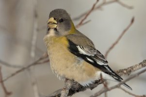 Evening Grosbeak (female-winter) 101.jpg