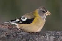 Evening Grosbeak (female-winter) 107.jpg