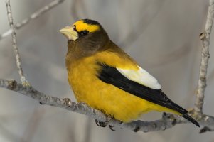 Evening Grosbeak (male-winter) 100.jpg