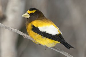 Evening Grosbeak (male-winter) 104.jpg