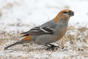 Pine Grosbeak (female-winter) 100.jpg