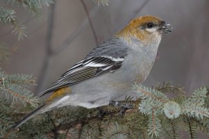 Pine Grosbeak (female-winter) 101.jpg