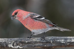 Pine Grosbeak (male-winter) 100.jpg