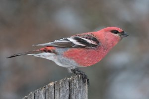 Pine Grosbeak (male-winter) 101.jpg