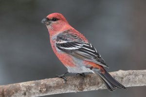 Pine Grosbeak (male-winter) 105.jpg