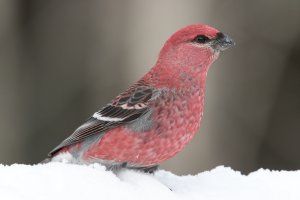 Pine Grosbeak (male-winter) 113.jpg