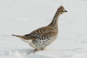 Sharp-tailed Grouse (adult-winter) 100.jpg