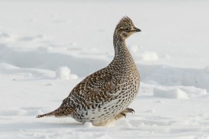 Sharp-tailed Grouse (adult-winter) 102.jpg