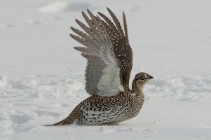 Sharp-tailed Grouse (adult-winter) 107.jpg