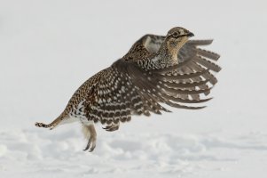 Sharp-tailed Grouse (adult-winter) 108.jpg