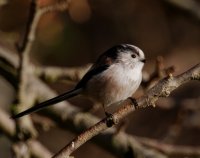 309A1180-DxO_longtailed_tit_800mm.jpg